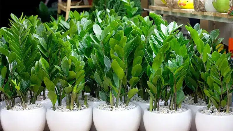 6 Loại Cây Phong Thuỷ Nên Trồng Trước Nhà Thu Hút Tài Lộc, May Mắn Cây Kim Tiền: 6 Loại Cây Phong Thuỷ Nên Trồng Trước Nhà