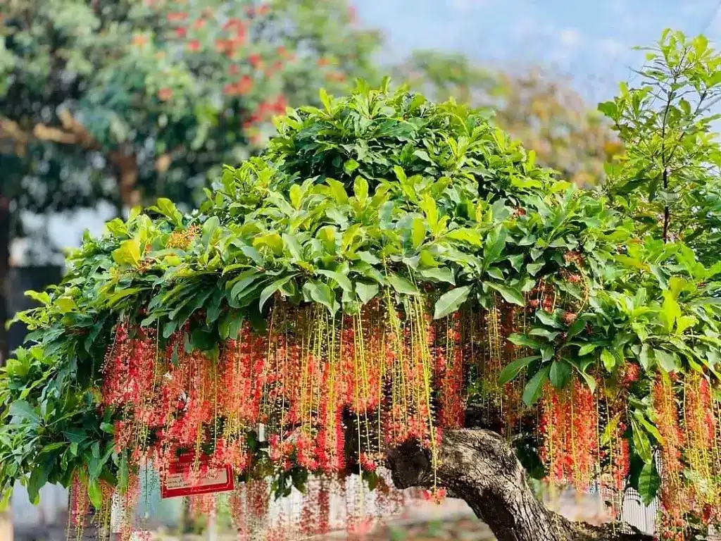6 Loại Cây Phong Thuỷ Nên Trồng Trước Nhà Thu Hút Tài Lộc, May Mắn Cây Lộc Vừng: 6 Loại Cây Phong Thuỷ Nên Trồng Trước Nhà