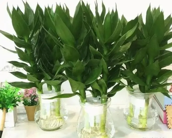 6 Loại Cây Phong Thuỷ Nên Trồng Trước Nhà Thu Hút Tài Lộc, May Mắn 6 Loại Cây Phong Thuỷ Nên Trồng Trước Nhà