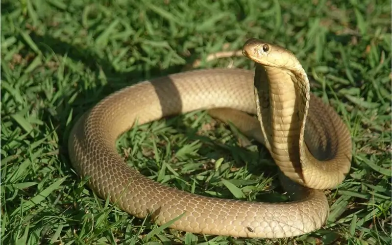 Sinh Năm 1989 Hợp Với Tuổi Nào? Kỵ Tuổi Nào? Nhà Tắm Việt