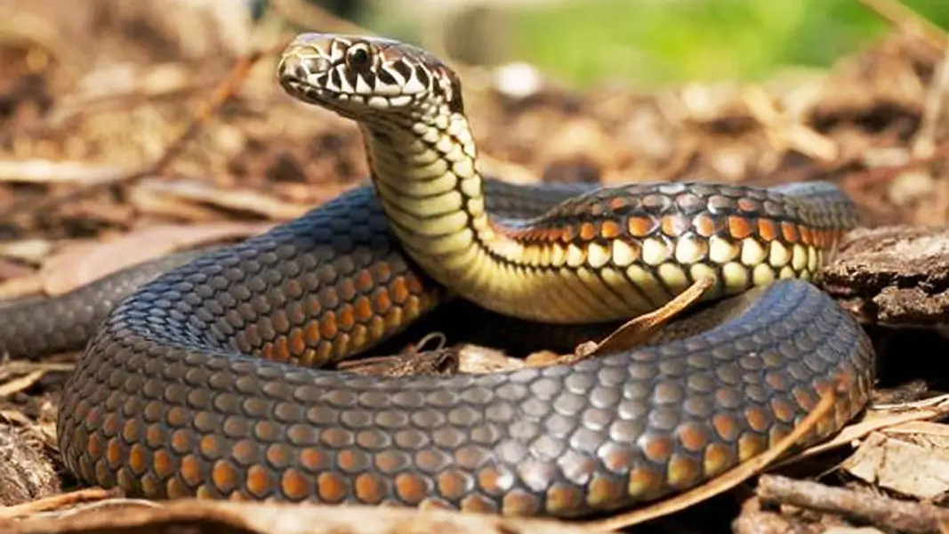 Sinh Năm 1989 Tuổi Con Gì? Nhà Tắm Việt